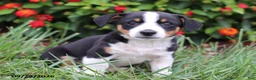 Mixed Breed dogs for sale: Otto - Ad 1