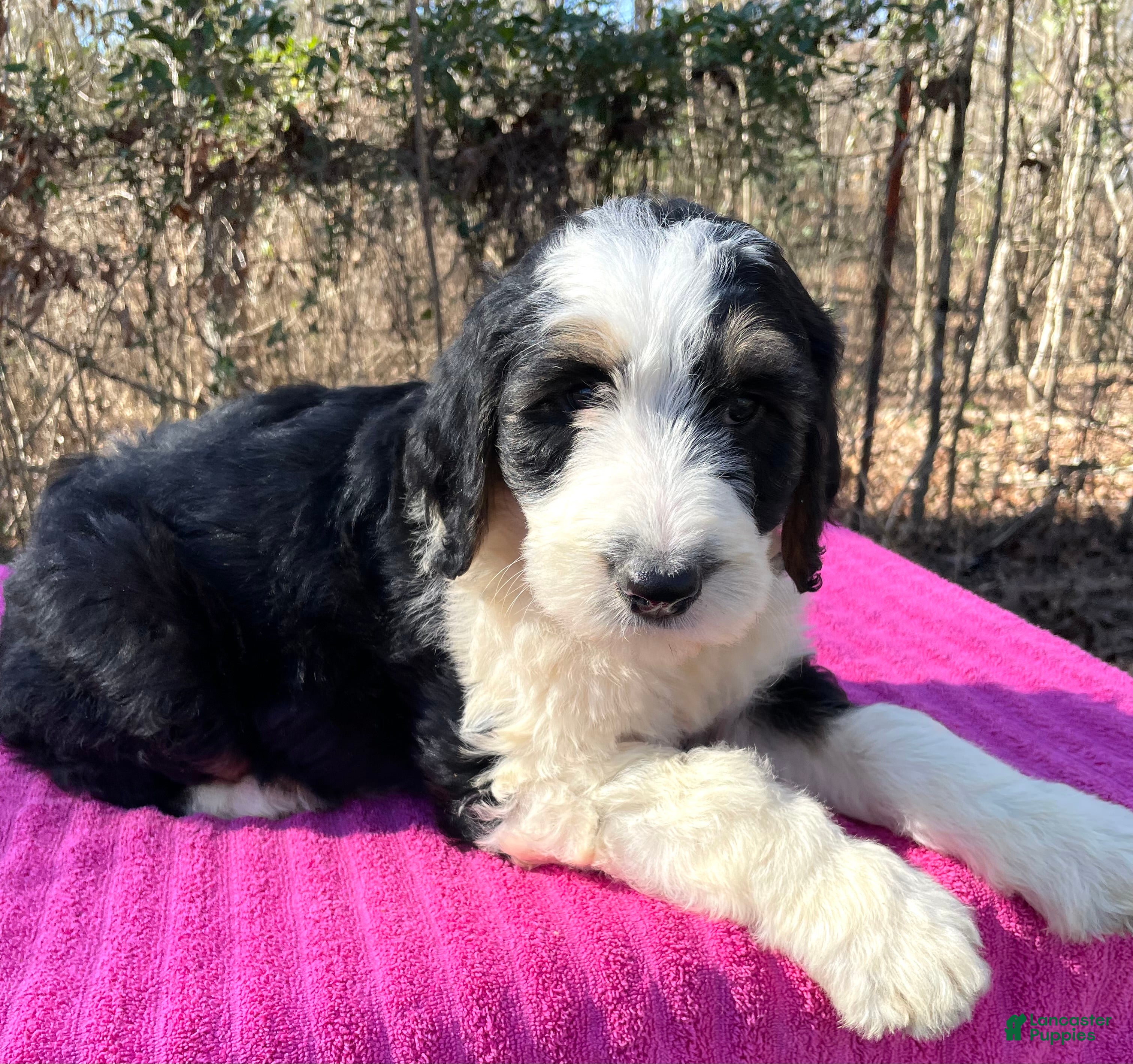Bernedoodle dogs for sale: Jeannie - Ad 3