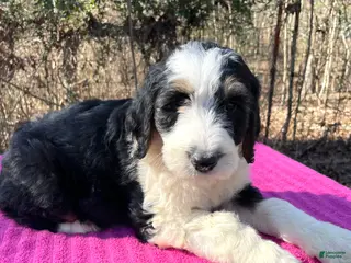 Bernedoodle dogs for sale: Jeannie - Ad 3