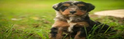 Mini Bernedoodle dogs for sale: Maple F1 Mini Bernedoodle  - Ad 5