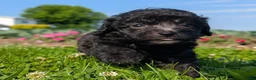 Toy Poodle dogs for sale: Black Tea - Ad 1