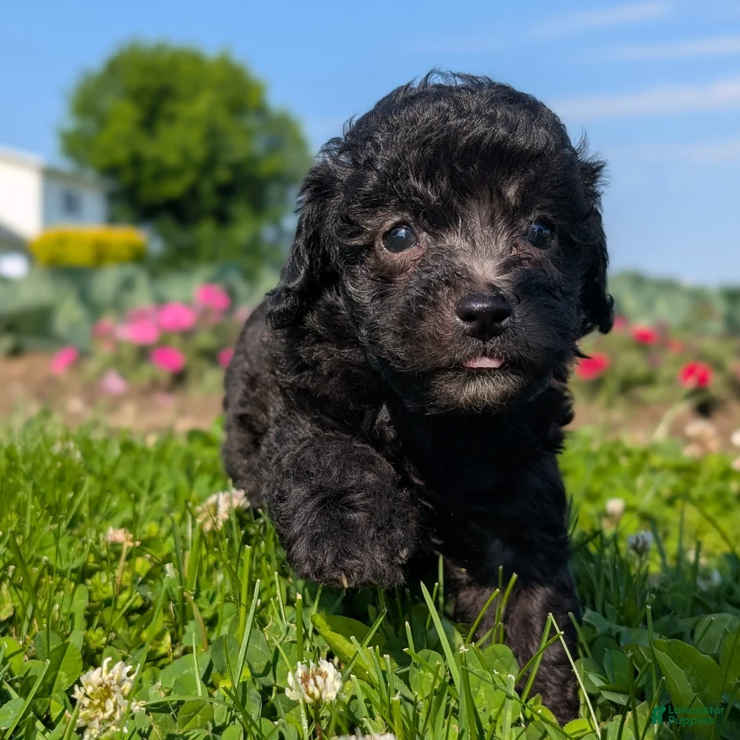 Toy Poodle dogs for sale: Black Tea - Ad 1