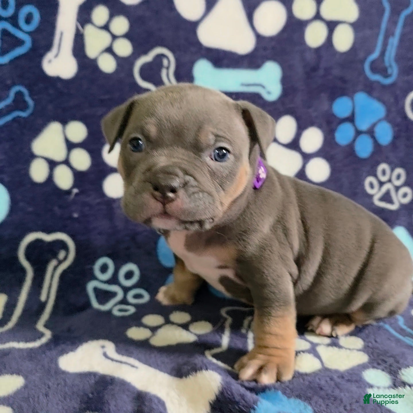 American Bully dogs Wednesday - Ad 1