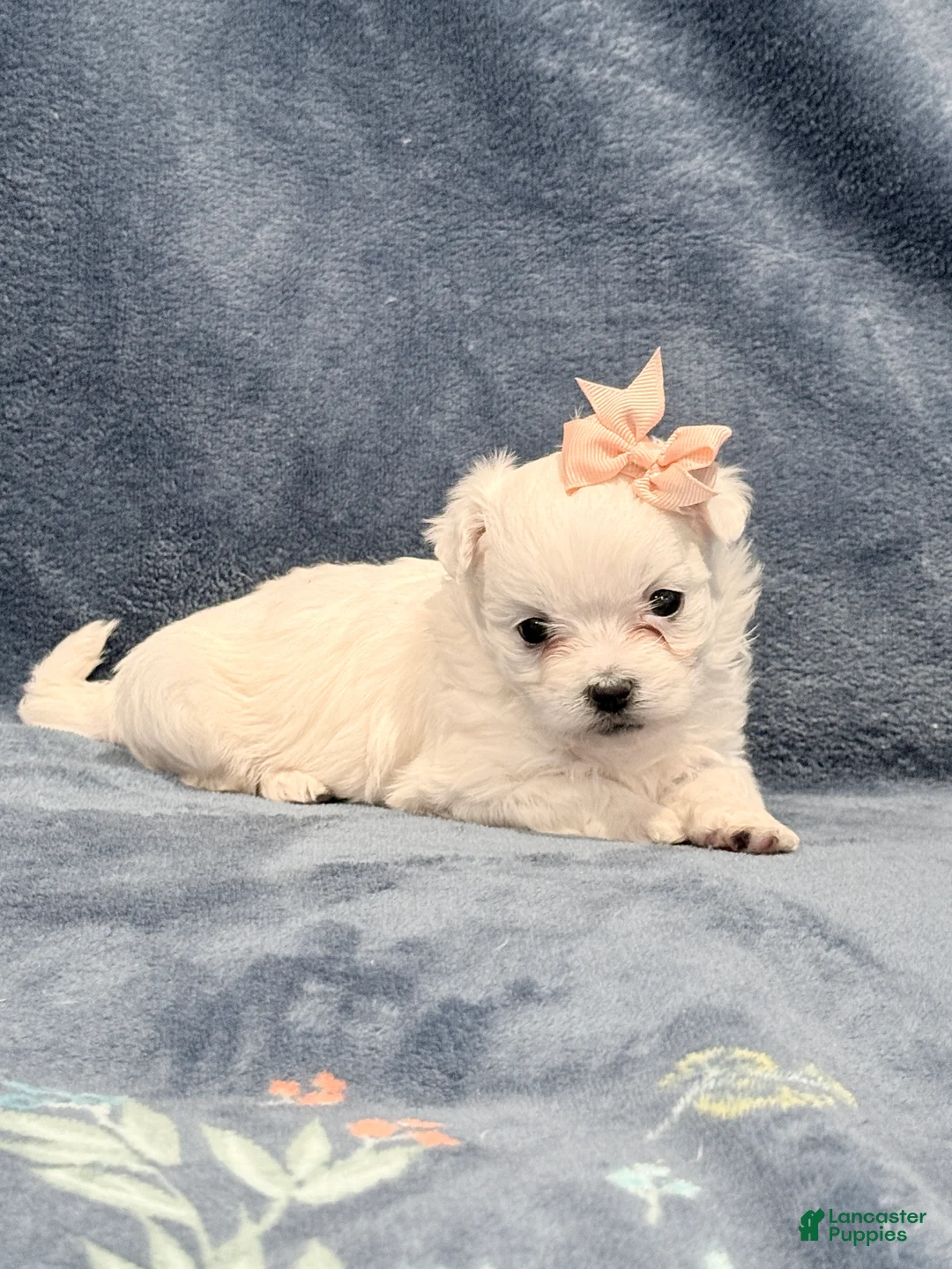 Maltipoo dogs for sale: Maltipoo Puppy 2 - Ad 3