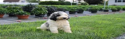 Standard Poodle dogs for sale: Buddy - Ad 3