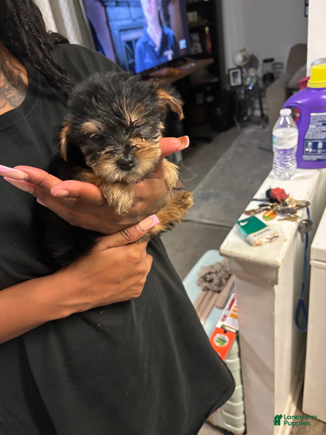 Yorkshire Terrier dogs for sale: Copper - Ad 4