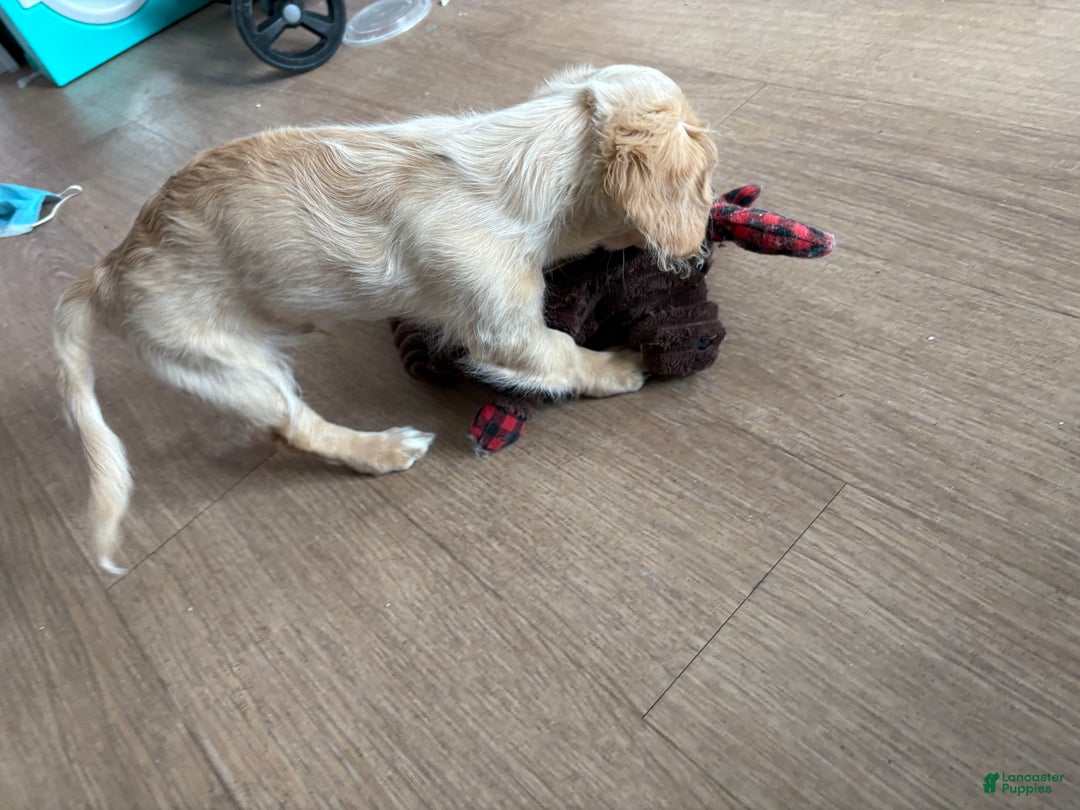 Mixed Breed dogs for sale: Casper - Ad 3