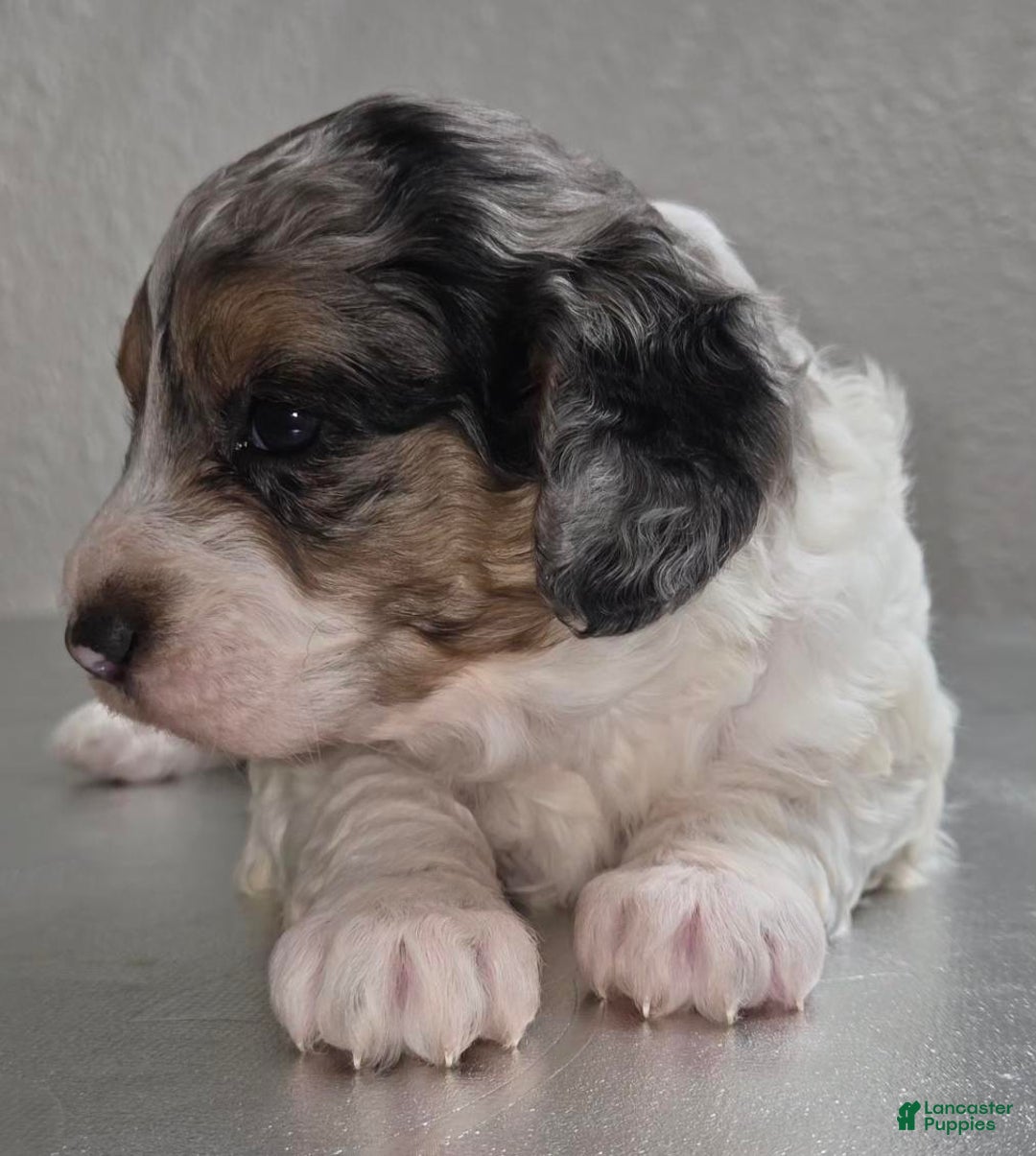 Mini Goldendoodle dogs for sale: Winnie - Ad 2