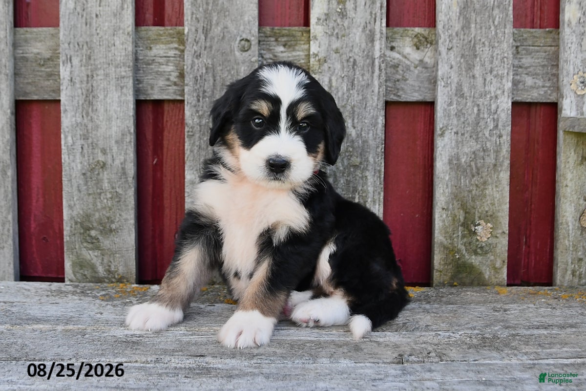 Bernedoodle dogs Macy - Ad 2