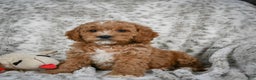 Cavapoo dogs for sale: Sabina - Ad 7