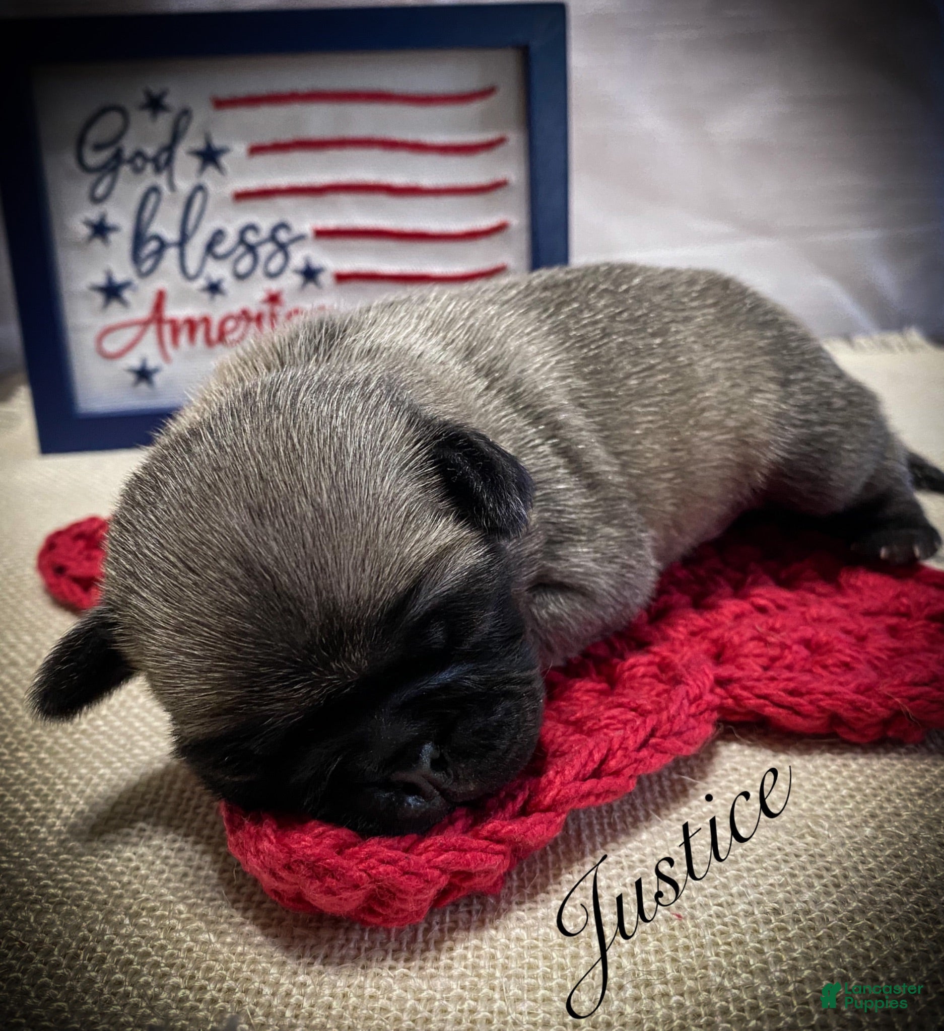 Pug dogs Justice - Ad 1