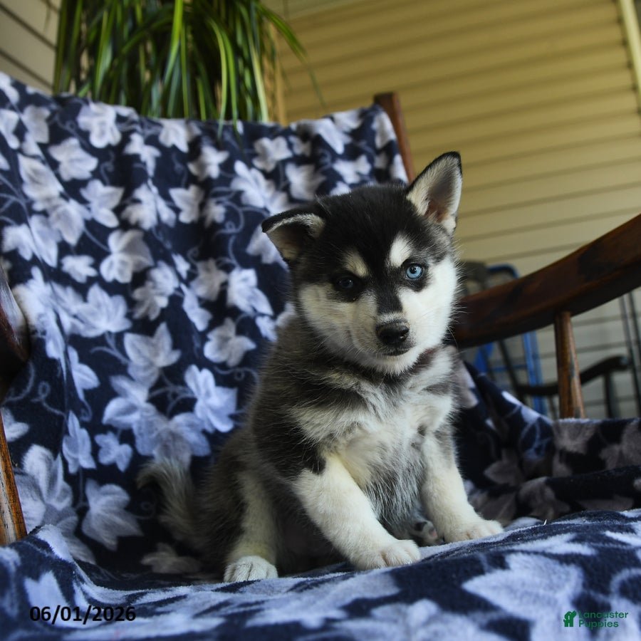 Alaskan Klee Kai dogs Mikie - Ad 2