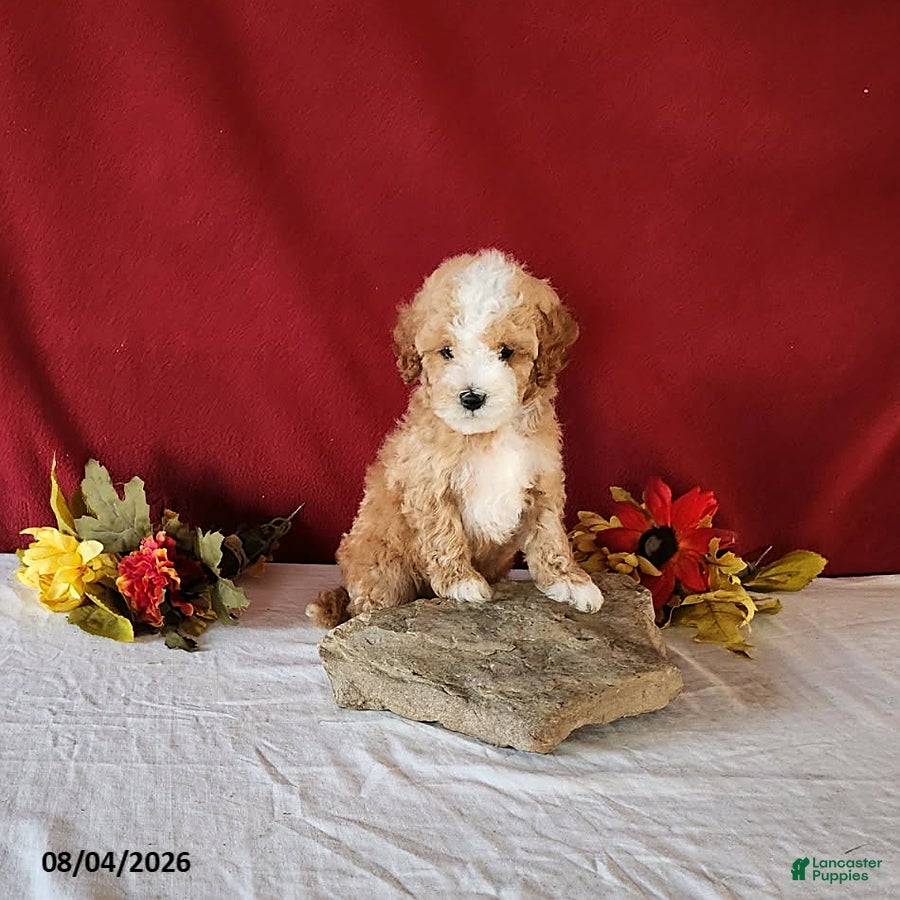 Cavapoo dogs Tyler - Ad 2
