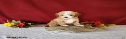 Cavapoo dogs for sale: Tyler - Ad 2