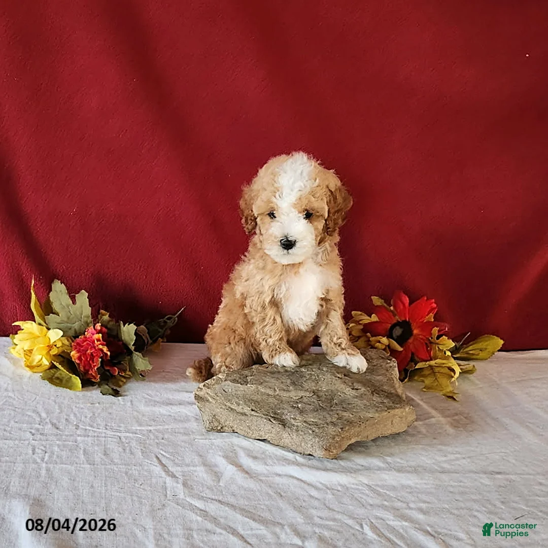 Cavapoo dogs for sale: Tyler - Ad 2