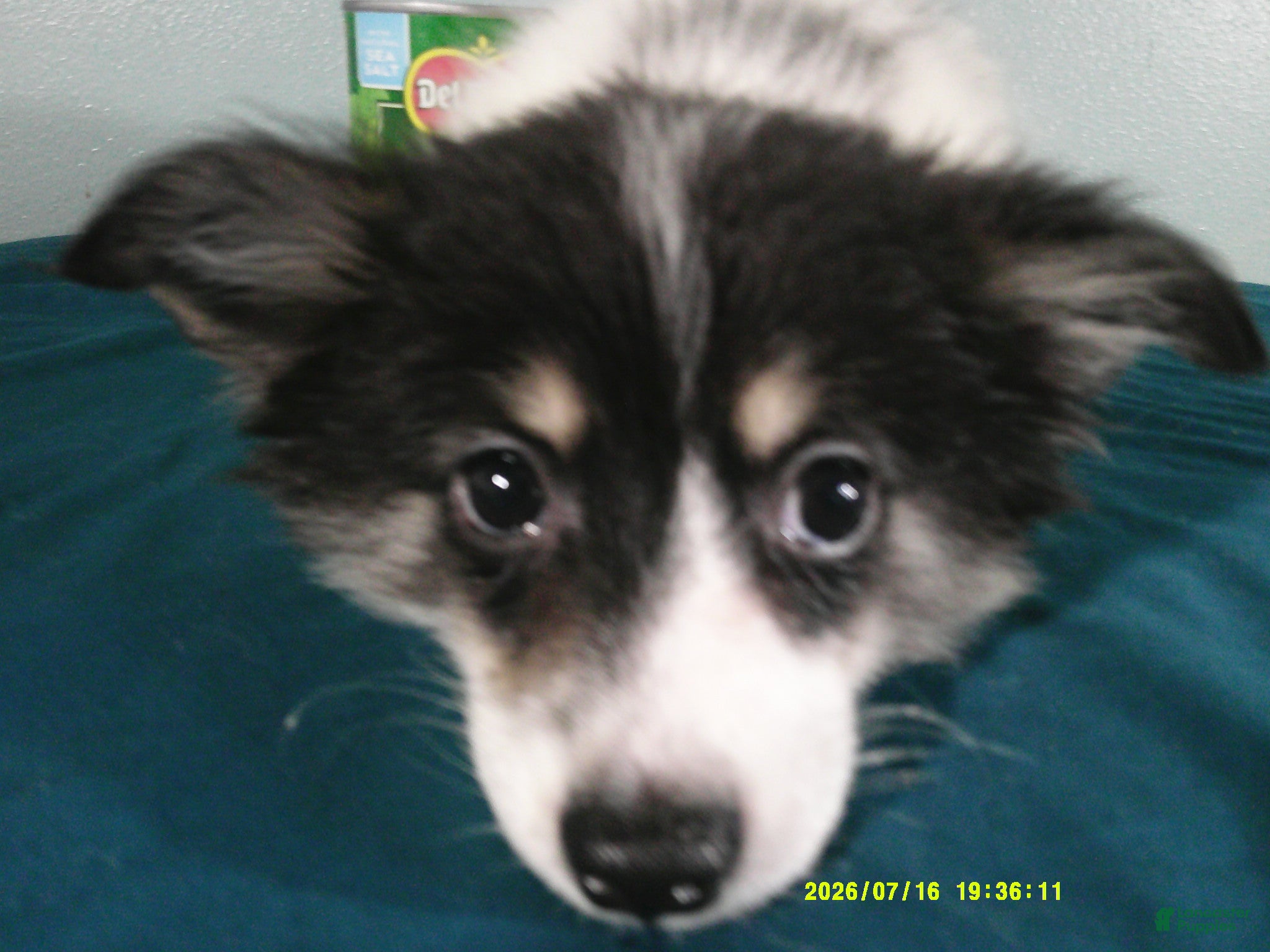 Pomeranian dogs Jasper - Ad 1