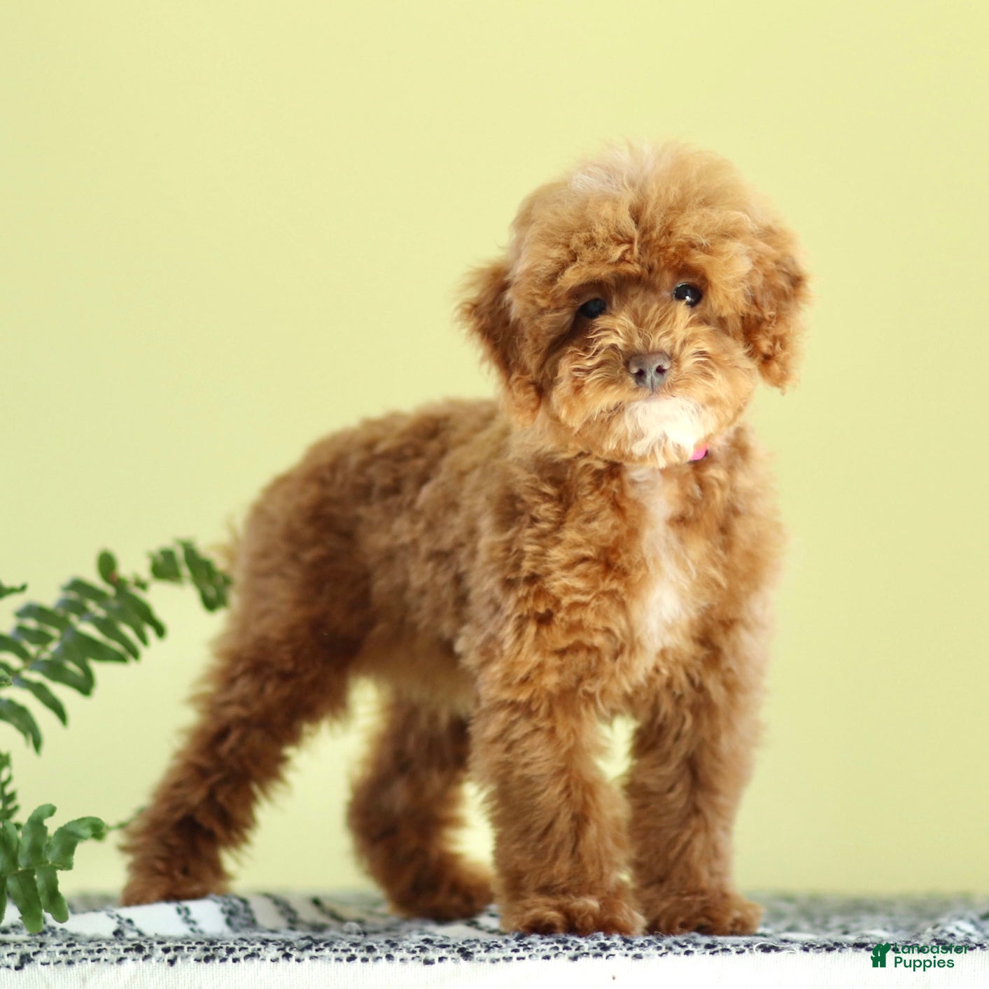 Miniature Poodle dogs Magnet - Ad 1