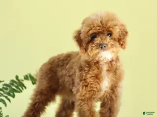 Miniature Poodle dogs for sale: Magnet - Ad 2