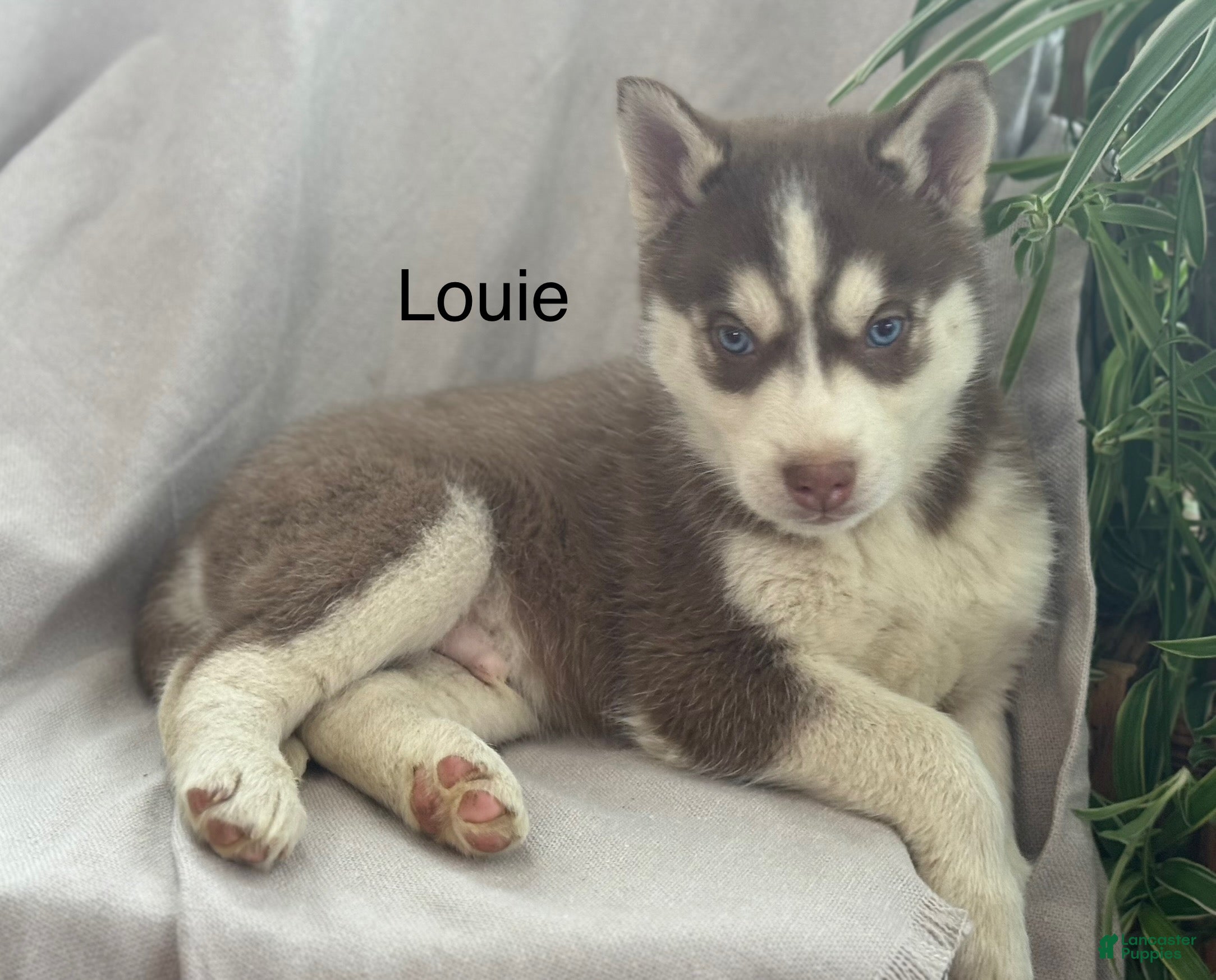 Siberian Husky dogs Louie - Ad 11