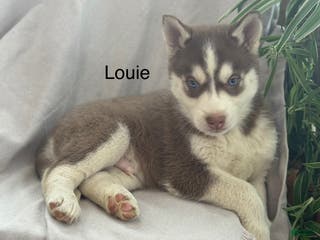 Siberian Husky dogs Louie - Ad 40