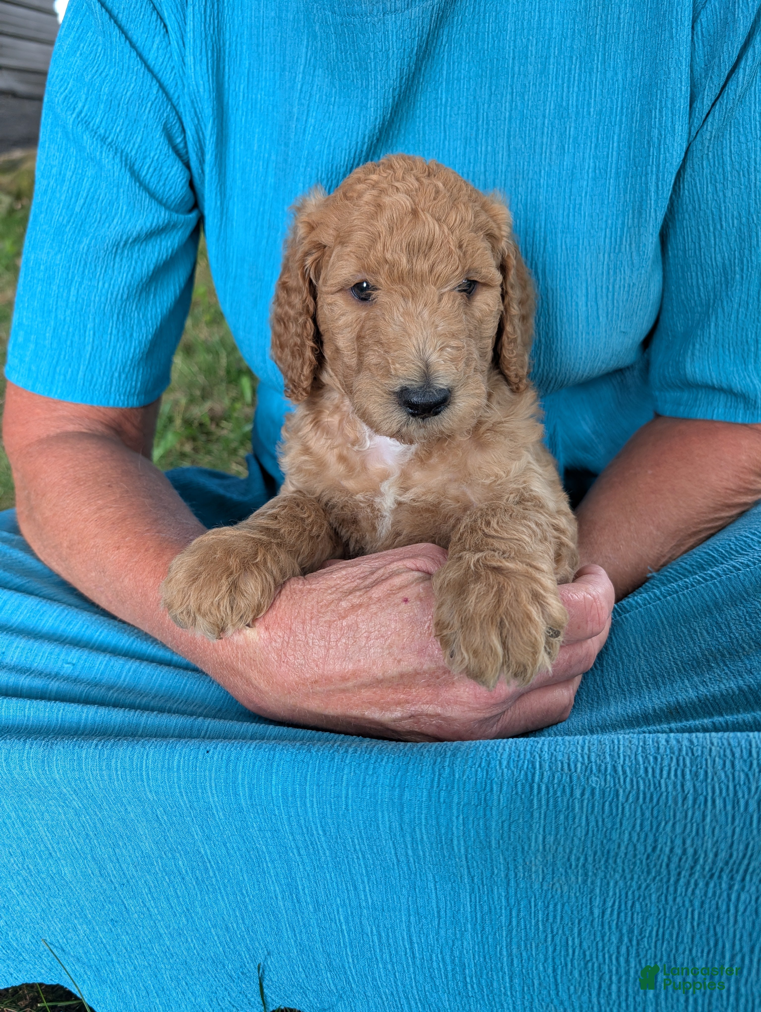 Goldendoodle dogs Pokie - Ad 1