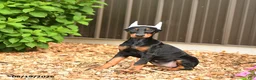 Doberman Pinscher dogs for sale: Diana - Ad 5