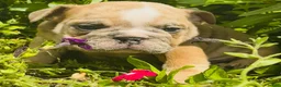 English Bulldog dogs for sale: Roby - 73727 - Ad 8