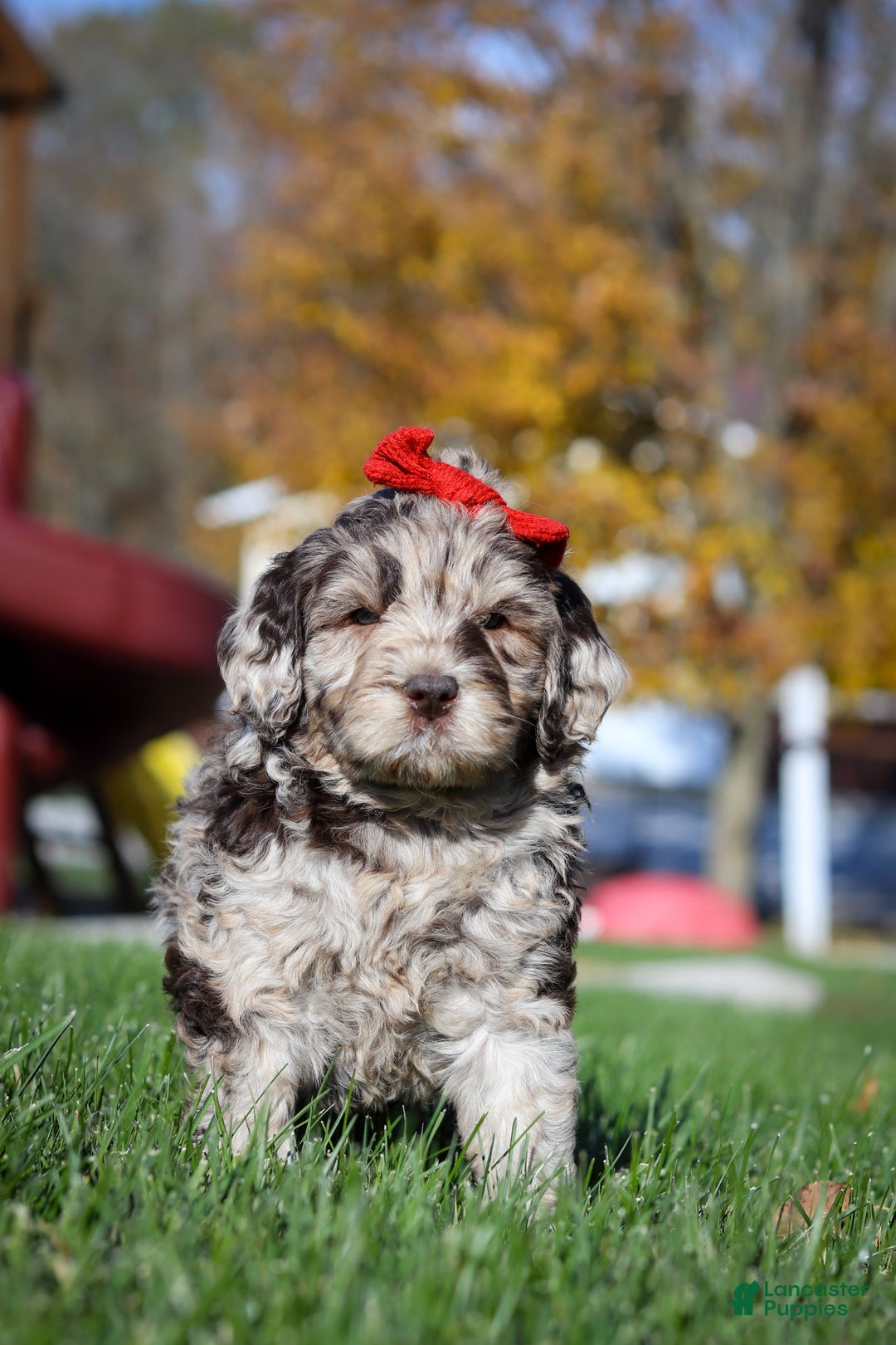 Newfypoo dogs for sale: Bella - Ad 6