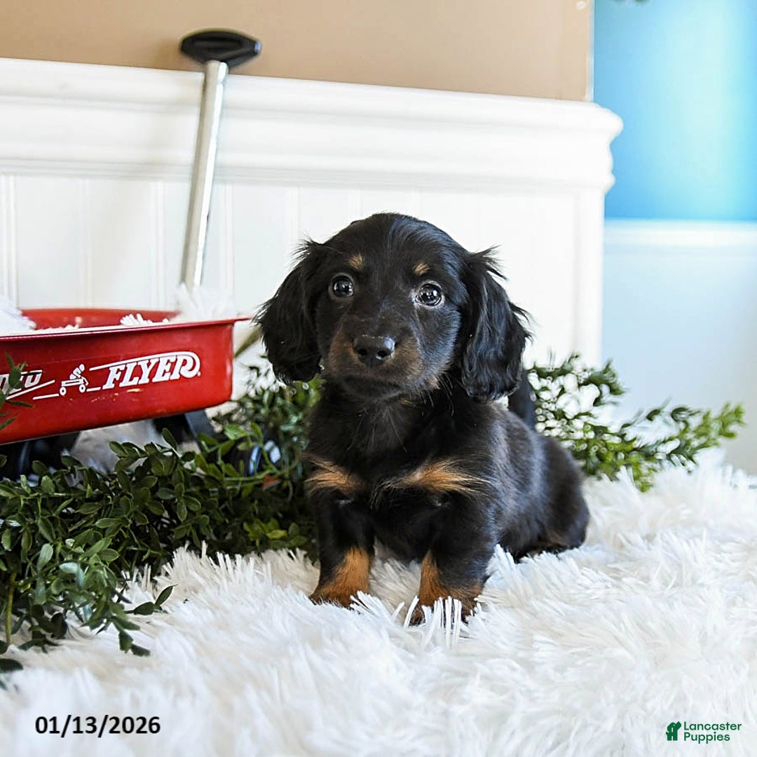 Miniature Dachshund dogs for sale: Midnight - Ad 3