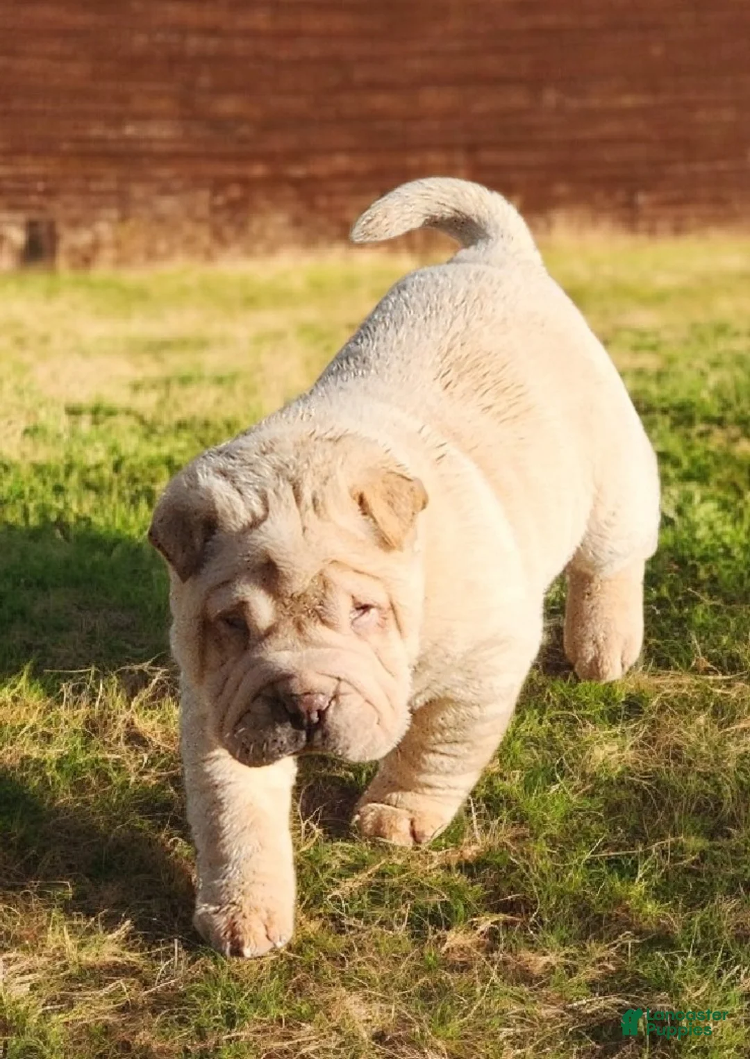Shar Pei dogs for sale: Flurries mini  - Ad 33