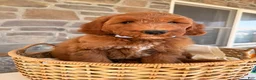 Goldendoodle dogs for sale: Graham  - Ad 5
