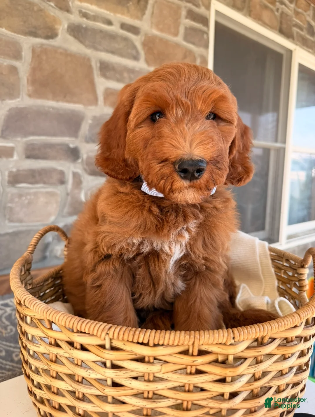 Goldendoodle dogs for sale: Graham  - Ad 5