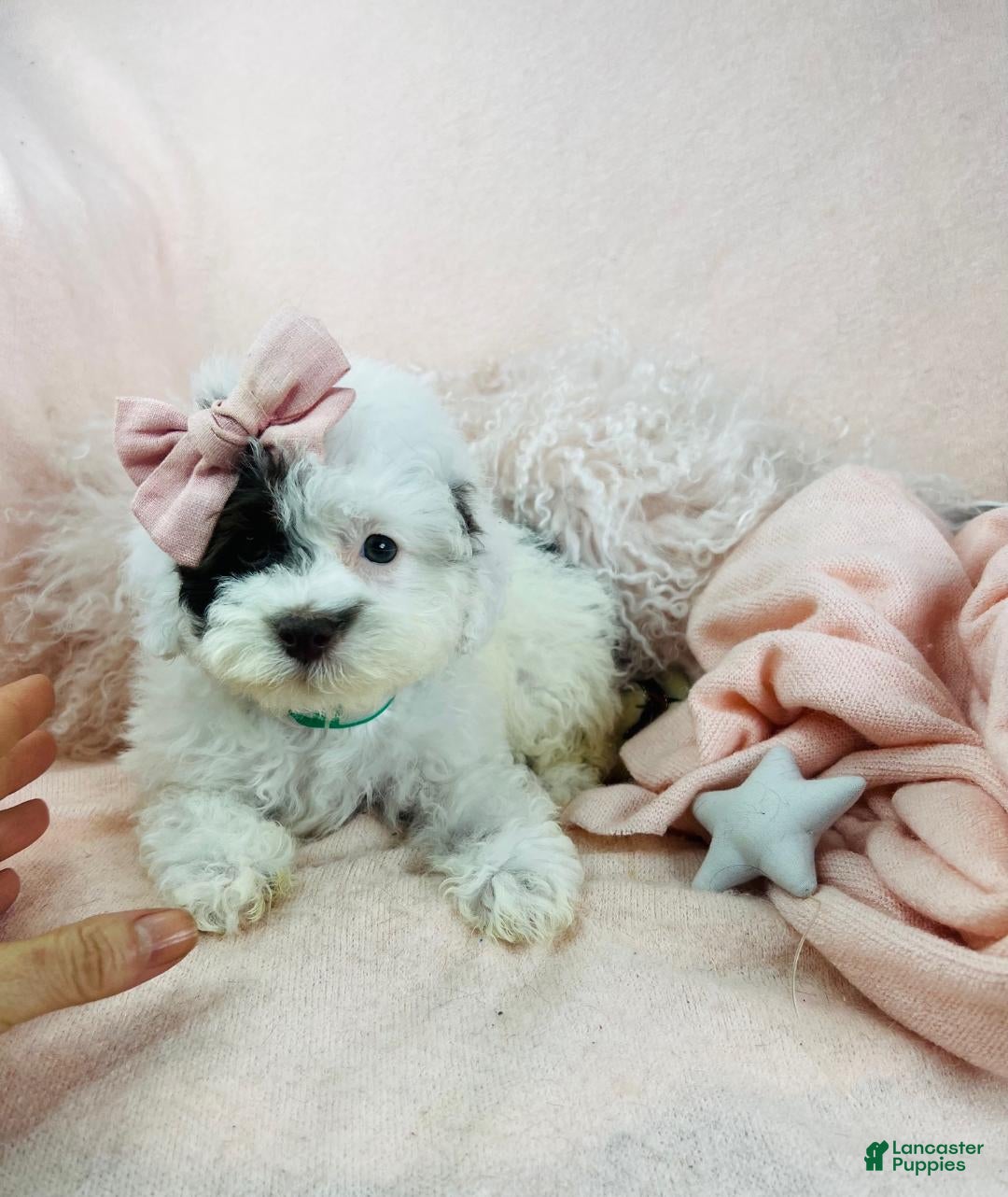 Miniature Poodle dogs Miniature Poodle Puppy 2 - Ad 14