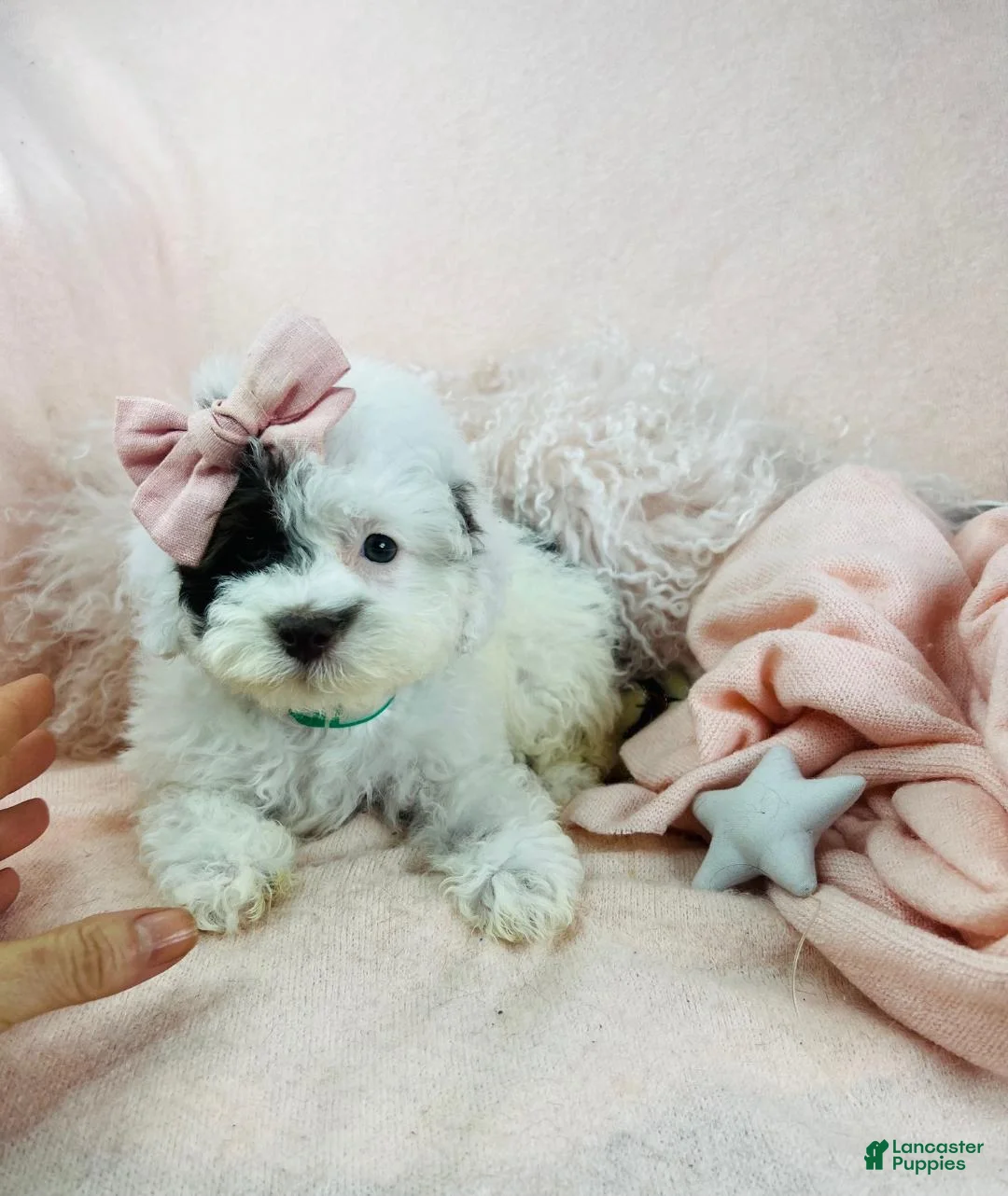 Miniature Poodle dogs for sale: Miniature Poodle Puppy 2 - Ad 1