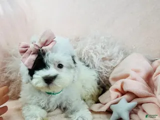 Miniature Poodle dogs Miniature Poodle Puppy 2 - Ad 14