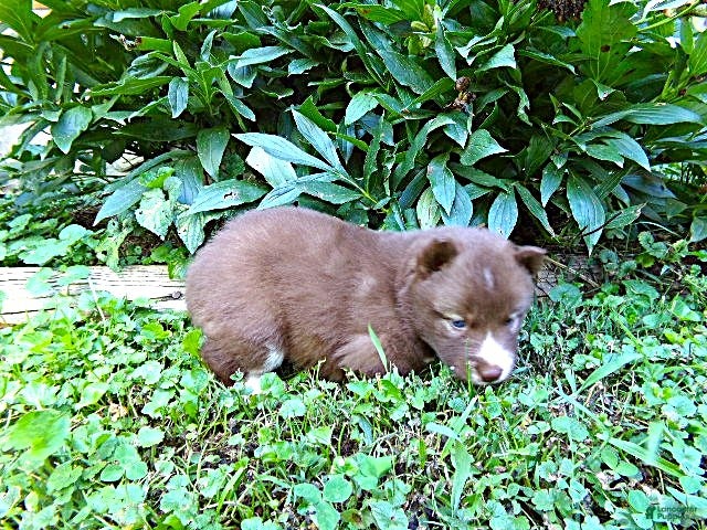 Siberian Husky dogs S1 - Ad 2