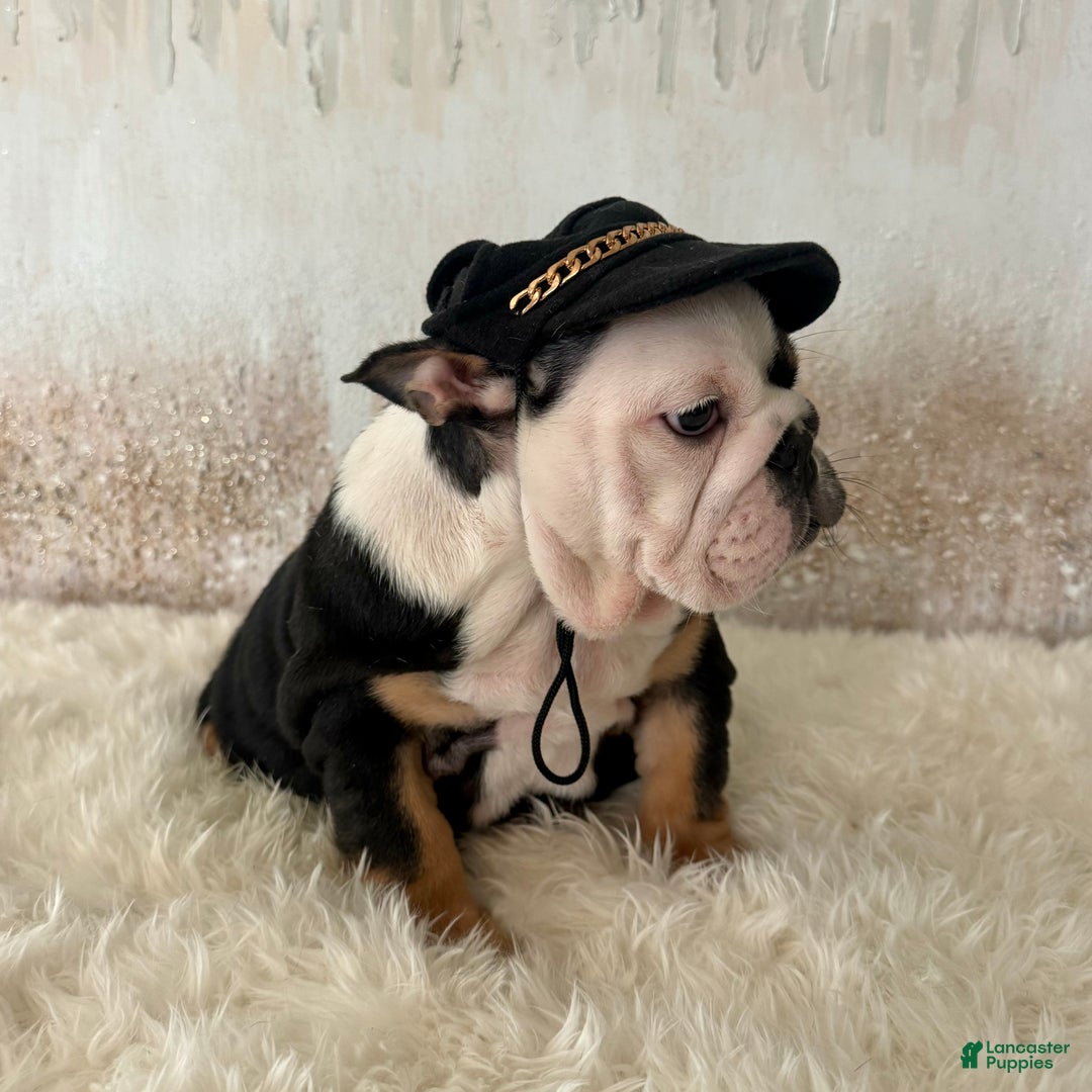 English Bulldog dogs for sale: Petra - Ad 4