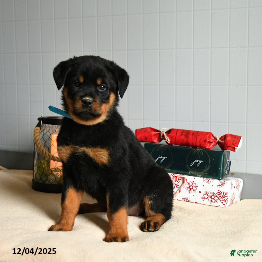 Rottweiler dogs Honeybun - Ad 16