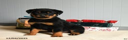 Rottweiler dogs for sale: Honeybun - Ad 1