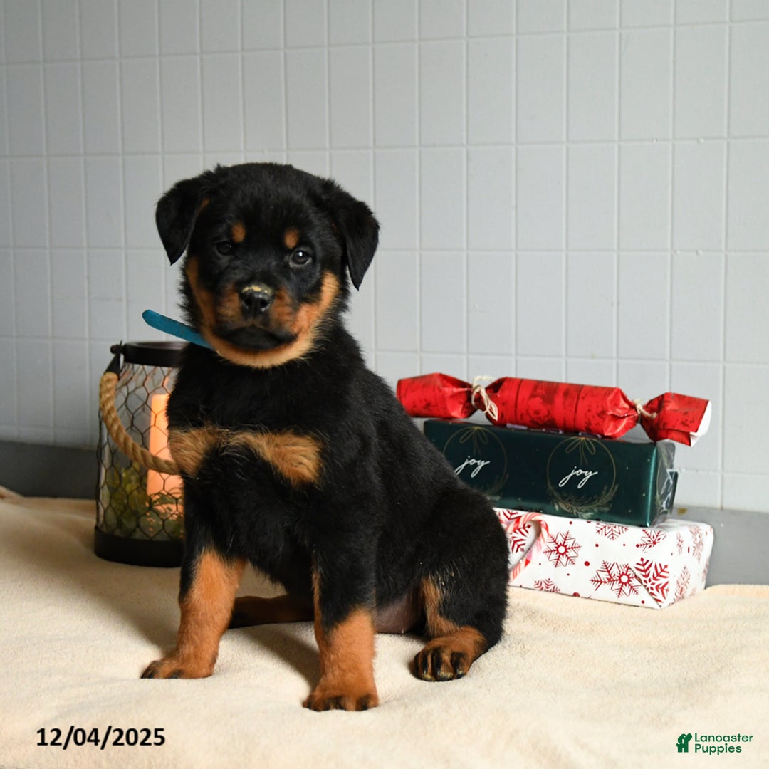 Rottweiler dogs for sale: Honeybun - Ad 1