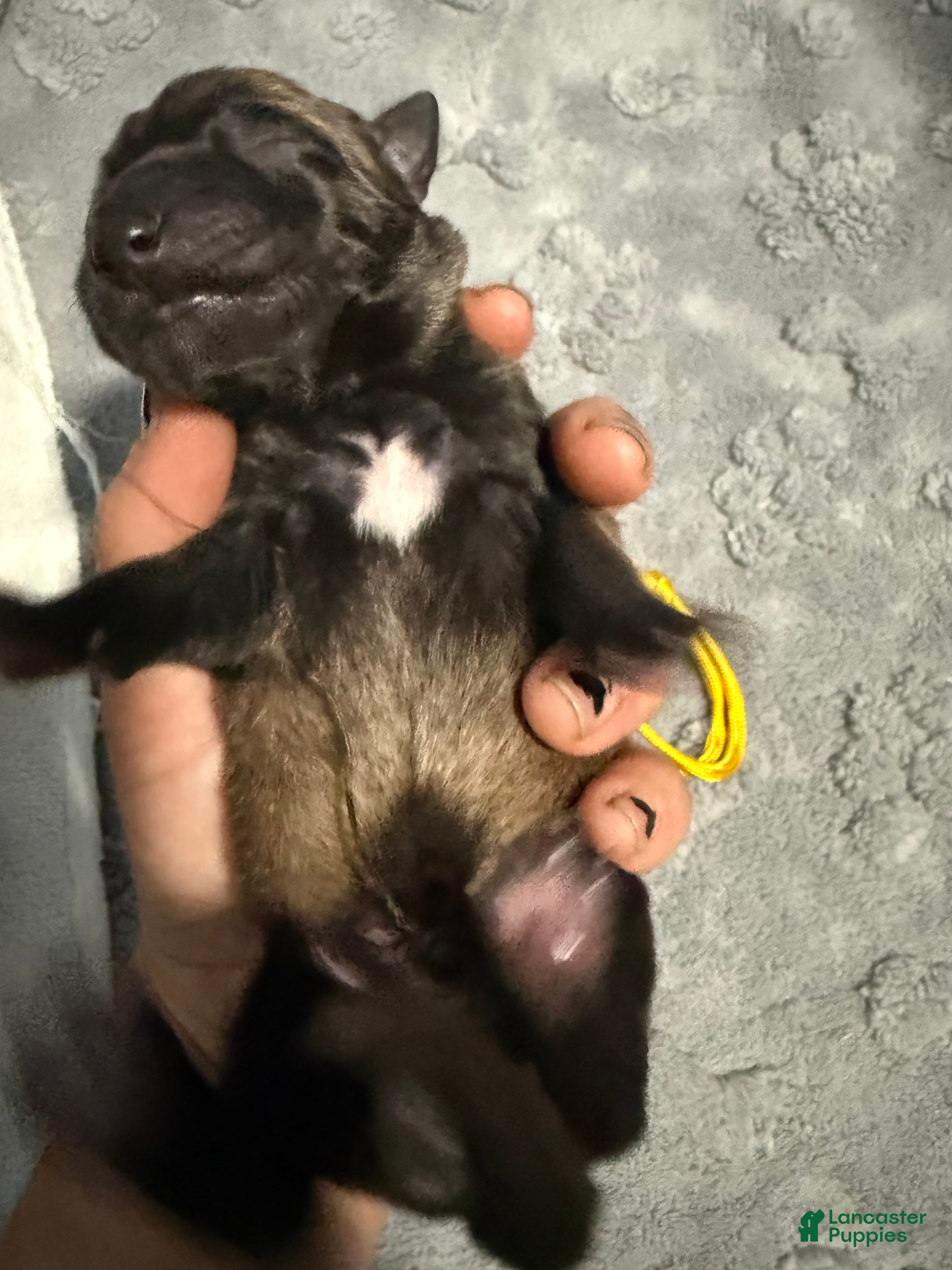 Belgian Malinois dogs for sale: Yellow Collar - Ad 2