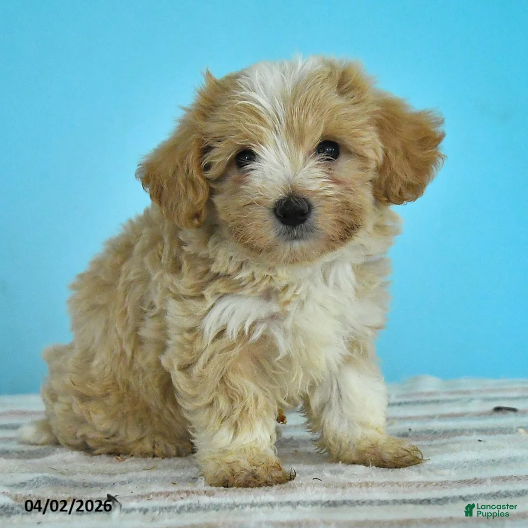 Maltipoo dogs for sale: Lacey - Ad 3