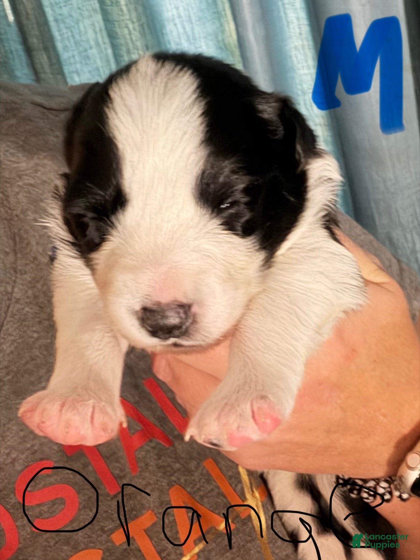Border Collie dogs for sale: Orange  - Ad 4