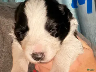 Border Collie dogs Orange - Ad 40