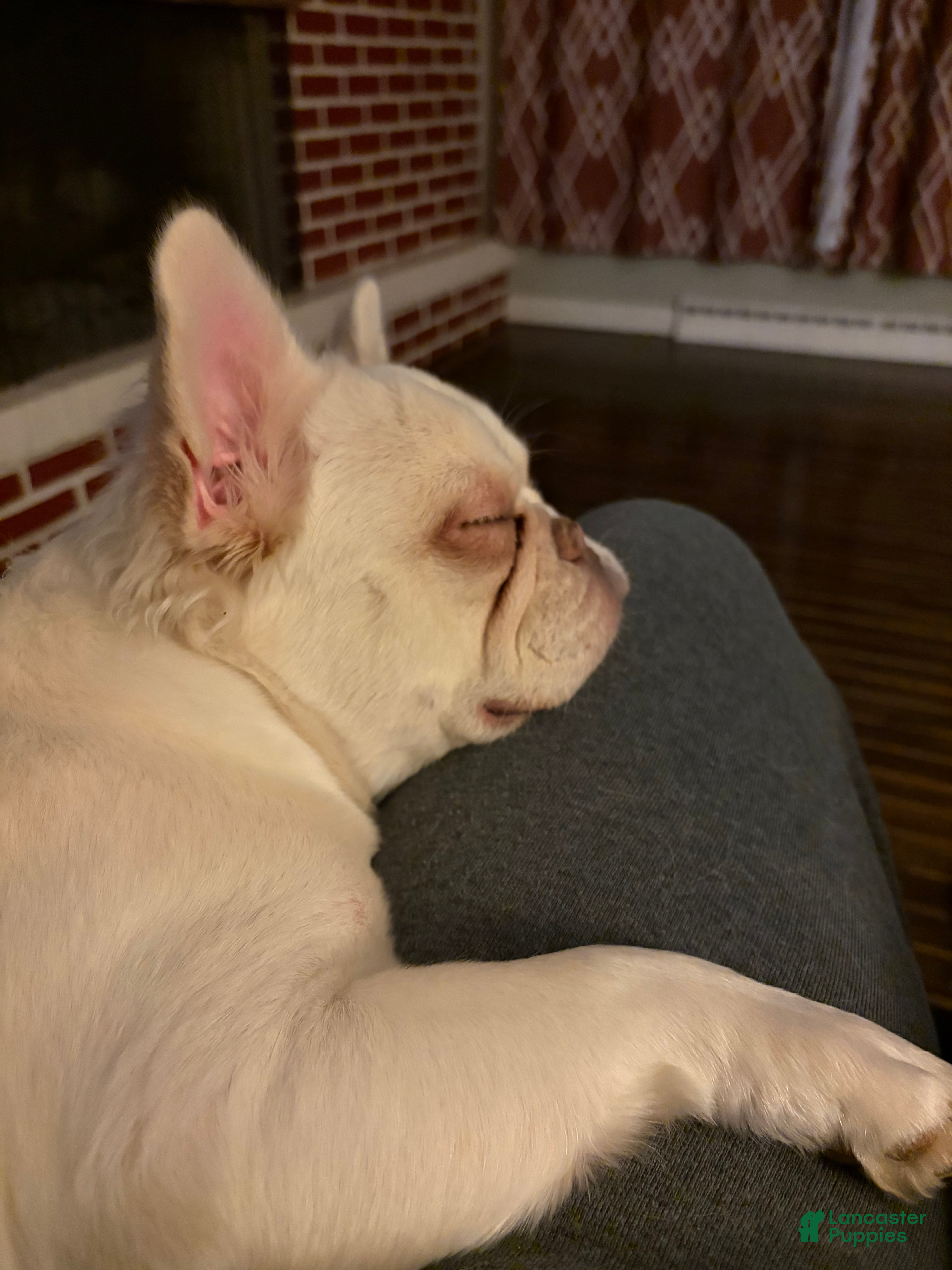 French Bulldog dogs Arella  - Ad 2