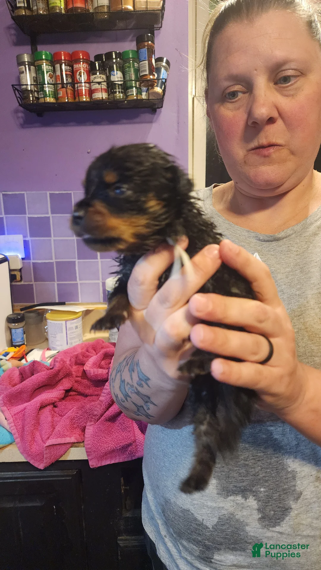 Rottweiler dogs for sale: Rottweiler Puppy 4 - Ad 2