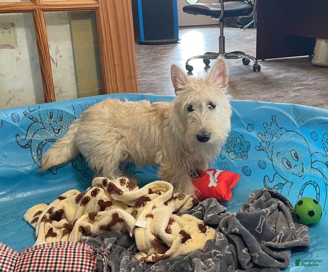 Scottish Terrier dogs for sale: Sherman - Ad 3