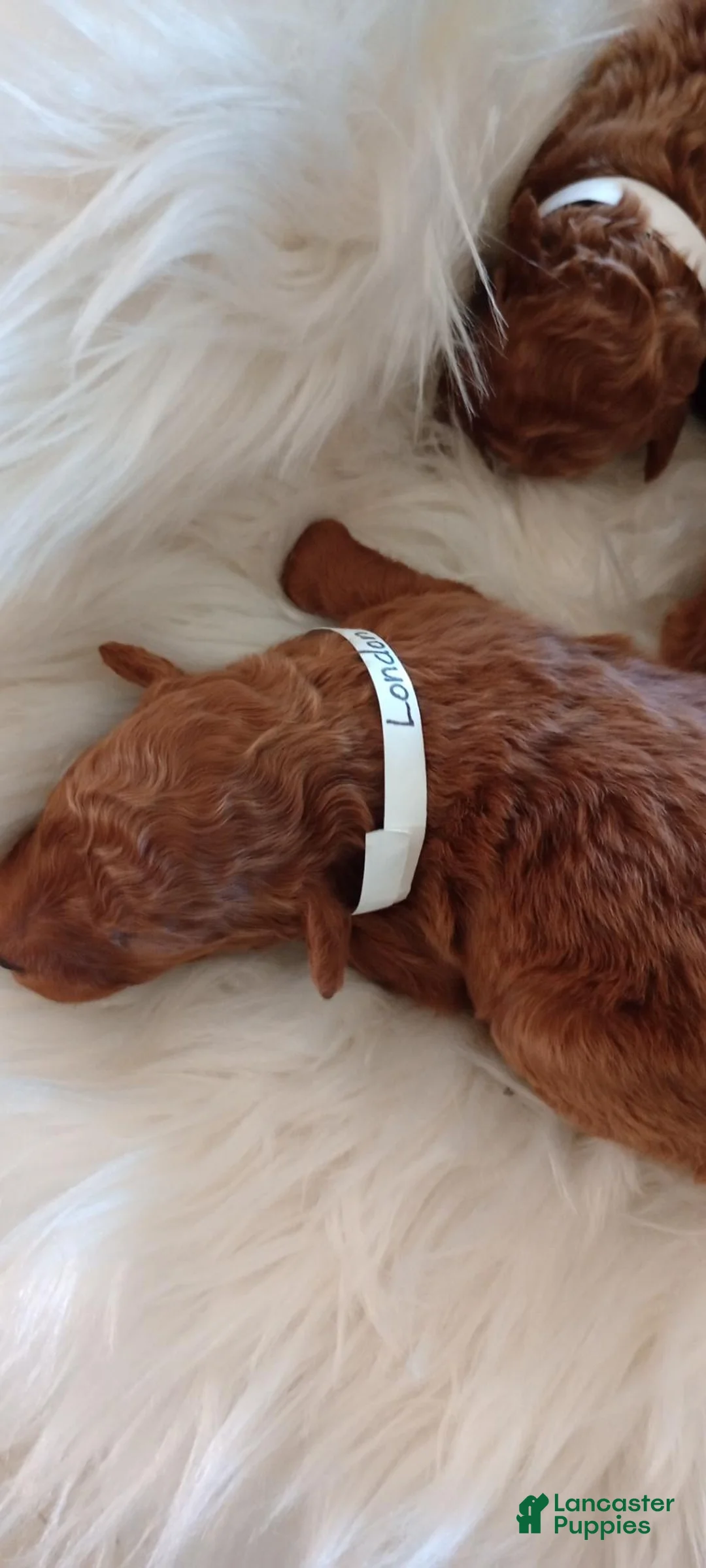 Mini Goldendoodle dogs for sale: Mr. Laddy  - Ad 2