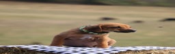 Rhodesian Ridgeback dogs for sale: Flint - Ad 1