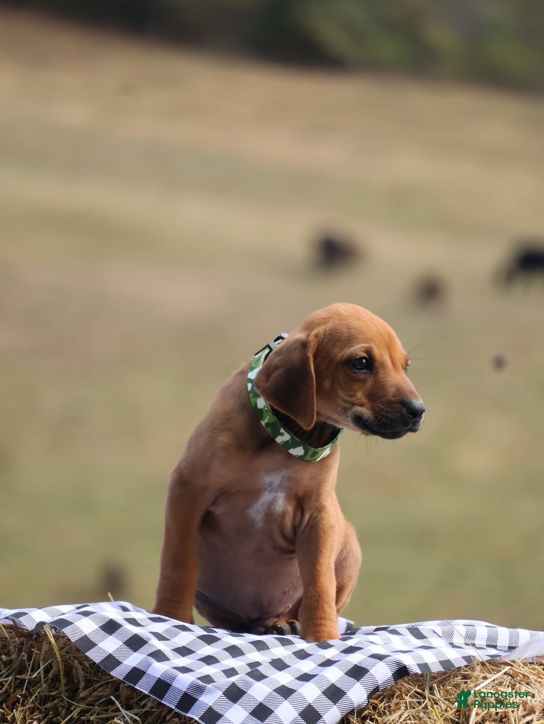 Rhodesian Ridgeback dogs for sale: Flint - Ad 1